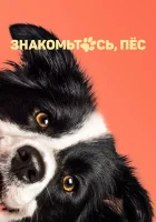  Знакомьтесь, пёс смотреть онлайн (2022) 