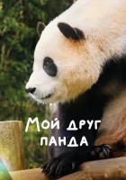  Мой друг панда смотреть онлайн (2024) 